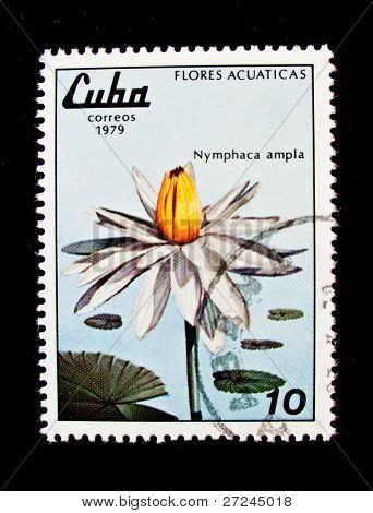 CUBA - CIRCA 1980: A stamp printed in Cuba shows Cuban lily, circa 1980.