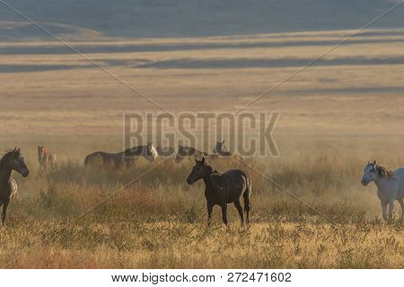 A Herd Of Wild Horses Running Across The Utah Desert