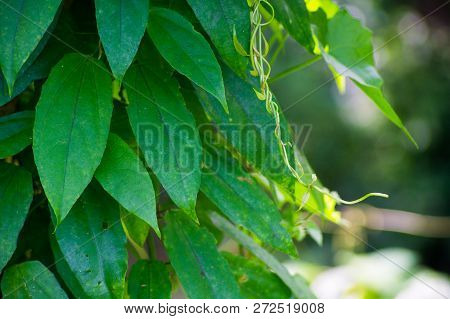 Thunbergia Laurifolia, Five Purple Color Flower Petals And Yellow Color In Center And Green Leaves.