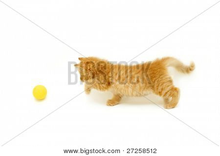 gatito rojo busca para bola aislado sobre fondo blanco
