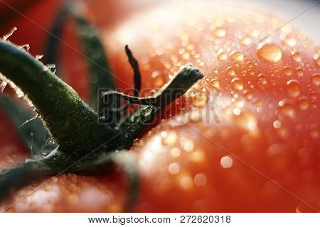 Appetizing Ripe Tomato With Green Leaves And Water Droplets On It Under Strong Increase