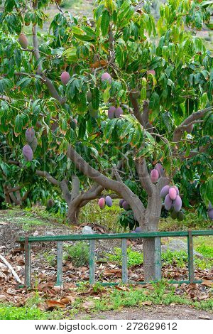 Tropical Mango Tree With Big Ripe Mango Fruits Growing In Orchard On Gran Canaria Island, Spain. Cul