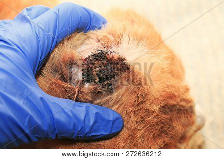 Hands Veterinarian Rubber Gloves Treated Patient Purulent Wound On The Ear Of A Red Cat