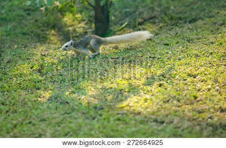 Finlayson's Squirrel (the Variable Squirrel) Is Canopy-dweller Rodent, Normally Feeding On Fruit, In