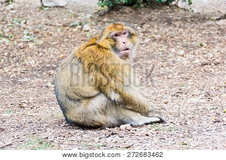 Barbary Macaque Monkey Sitting On Ground In The Cedar Forest, Azrou, Morocco In Africa