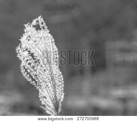 Closeup Of White Willowy Plant Growing In The Wild Bathed In Soft Sun Rays.