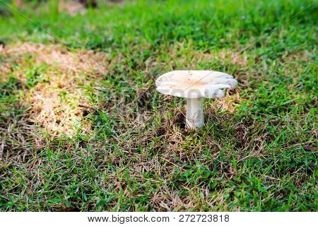 Termite Mushroom Growning Up In Garden After Rain Drop