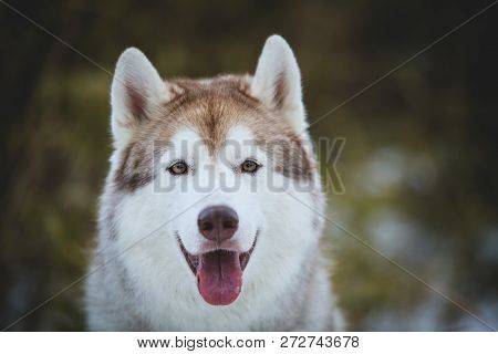Close-up Portrait Of Beautiful And Happy Dog Breed Siberian Husky Sitting In The Evegreen Bamboo Thi