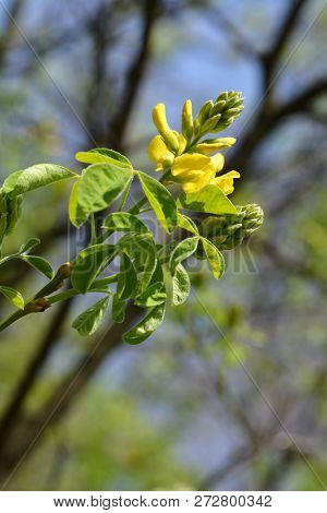 Dalmatian Laburnum Yellow Flowers - Latin Name - Petteria Ramentacea