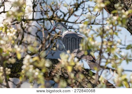 Wood Pigeon In Spring Forest. Common Wood Pigeon (columba Palumbus) Perching On Branch Of Blooming T