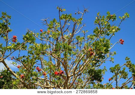 Flowering Coast Coral Tree With Orange Color Flowers Against Vivid Blue Sky Of Easter Island, Chile