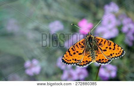 Bright Red Butterfly On A Meadow. Brush-footed Butterflies. Summer Meadow. Copy Spaces