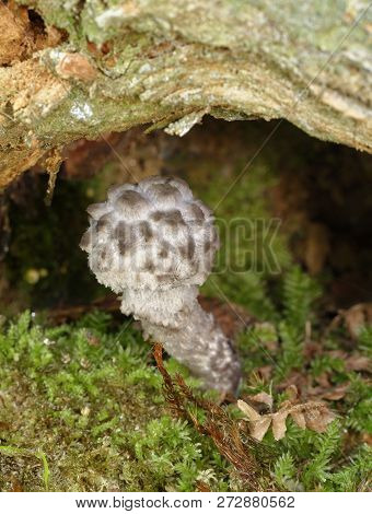 Old Man Of The Woods - Strobilomyces Strobilaceus 
Rare Fungus Of Beech Woods