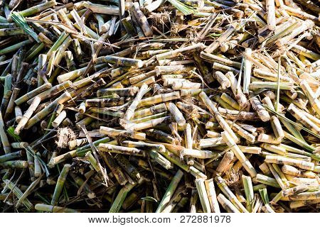 Cane Pieces From Sugar Cane Cutter For Sugar Factory.
