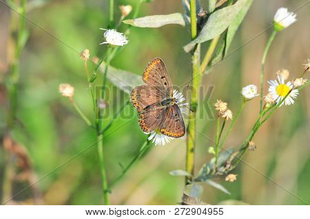 Aricia Agestis, The Brown Argus, Is A Butterfly In The Family Lycaenidae.