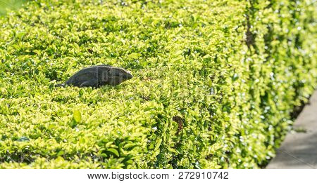 Large Black Iguana (ctenosaura Similis) Sunning Himself On Top Of A Manicured Shrub, Waits For Insec