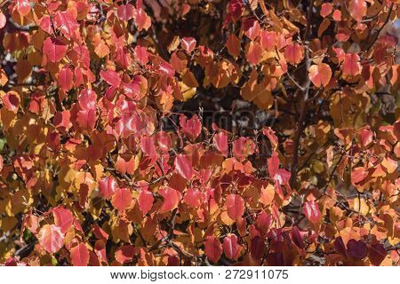 Fall Foliage Background Of Bradford Pear Leaves In America
