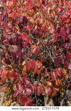 Fall Foliage Background Of Bradford Pear Leaves In America