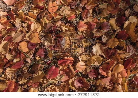 Beautiful Carpet Of Ground Leaves Of Fallen Bradford Pear Leaves In America