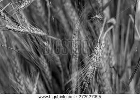 Monochrome Base Substrate Gray Rustic Design Long Ears Pattern Flora Eco Farm Field Crop Production 