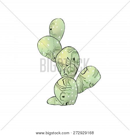 Cactus Clip Art Digtal Illustration On White Background