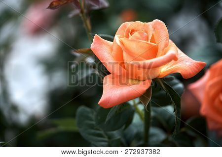 Close-up Of A Orange Rose With Gradient Background