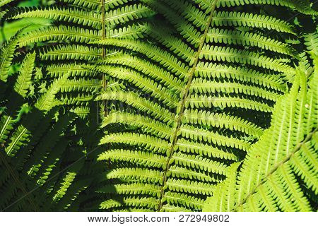 Large Green Leaves Of Fern Close-up. Detailed Background Of Big Foliage With Copy Space. Textured Le