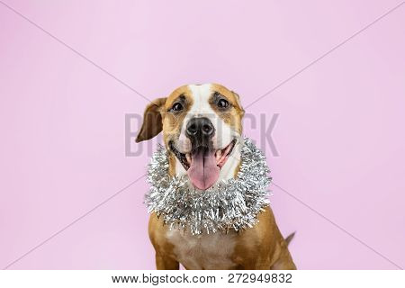 Cute Beautiful Dog In Christmas Tinsel Around Neck, Pink Background. Portrait Of Staffordshire Terri