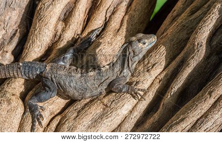 Large Black Iguana (ctenosaura Similis) Sunning Himself On A Tree Trunk In Costa Rica.