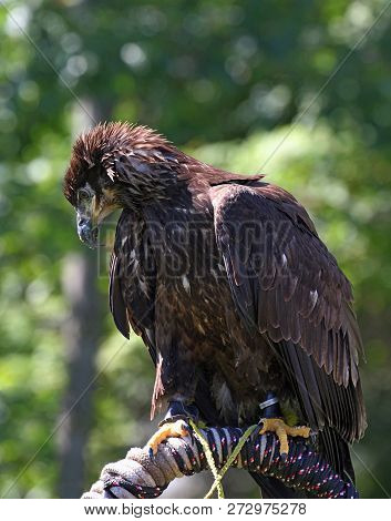Juvenile Bald Eagle Looking Around At His Surroundings