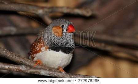 Zebra Finch Standing On Tree Branch In Woods