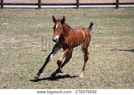 Foal Playing Around Or Sleeping In The Paddock At The Farm