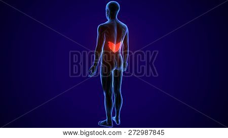 3d Rendered, Medically Accurate Illustration Of The Rhomboid Major