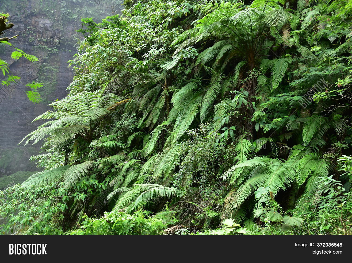 Many Giant Fern Trees Image & Photo (Free Trial) Bigstock