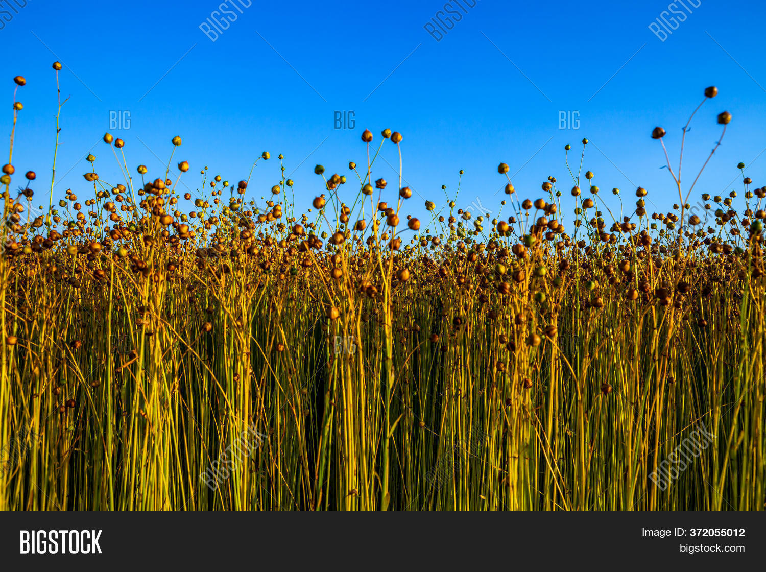 Flax Fields Normandy, Image & Photo (Free Trial) Bigstock