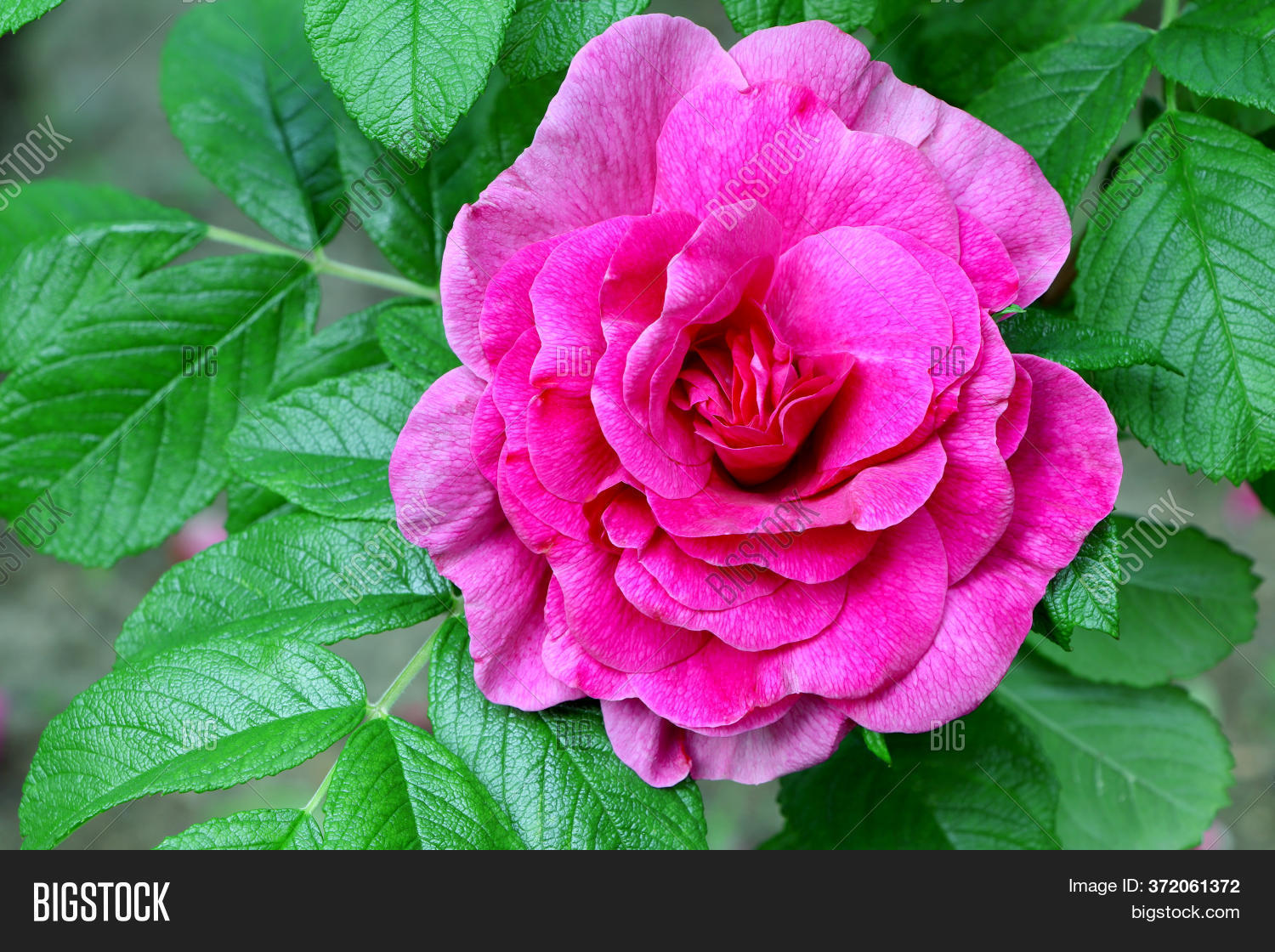 Pink Rose Rugosa Image Photo Free Trial Bigstock