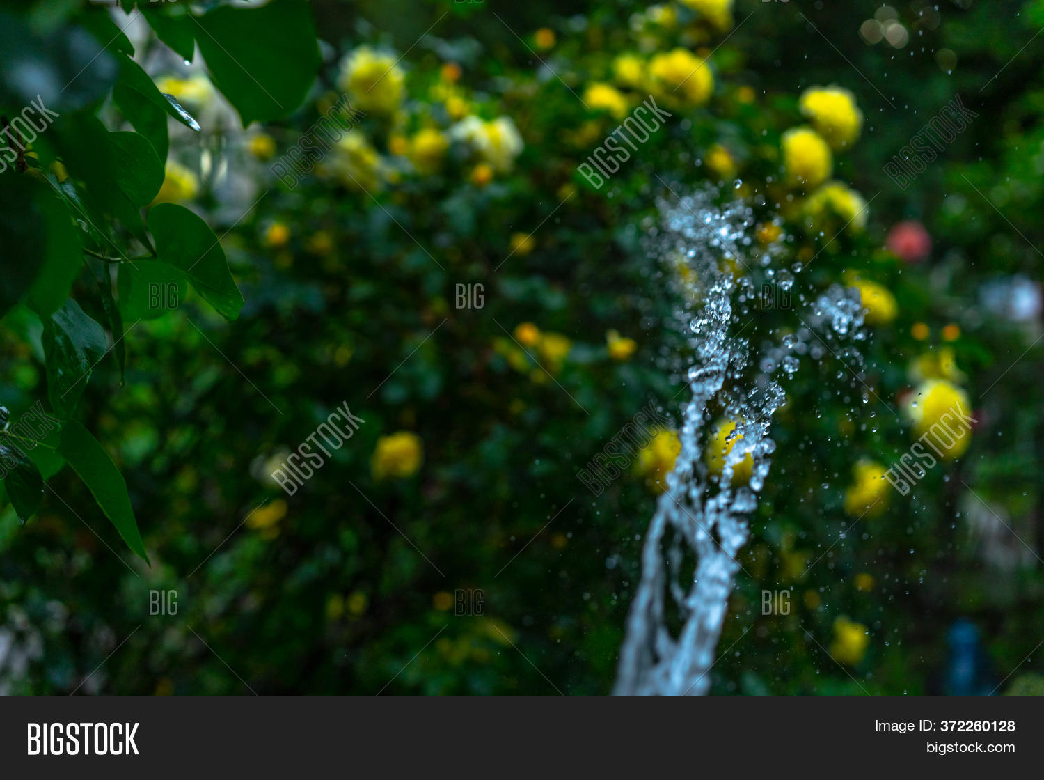 Water Jet Watering Image & Photo (Free Trial) Bigstock