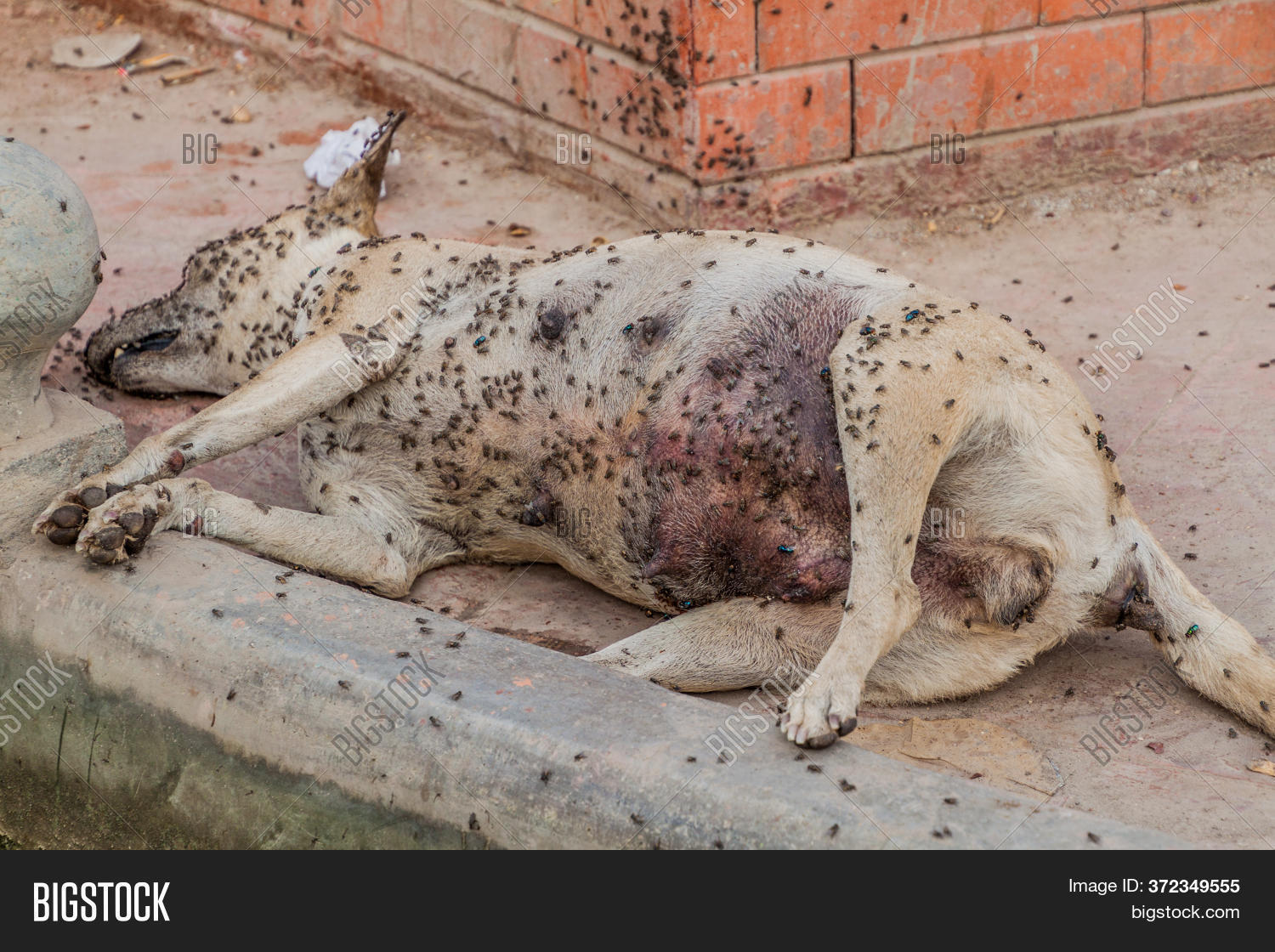 Dead Dog Covered Flies Image & Photo (Free Trial) Bigstock