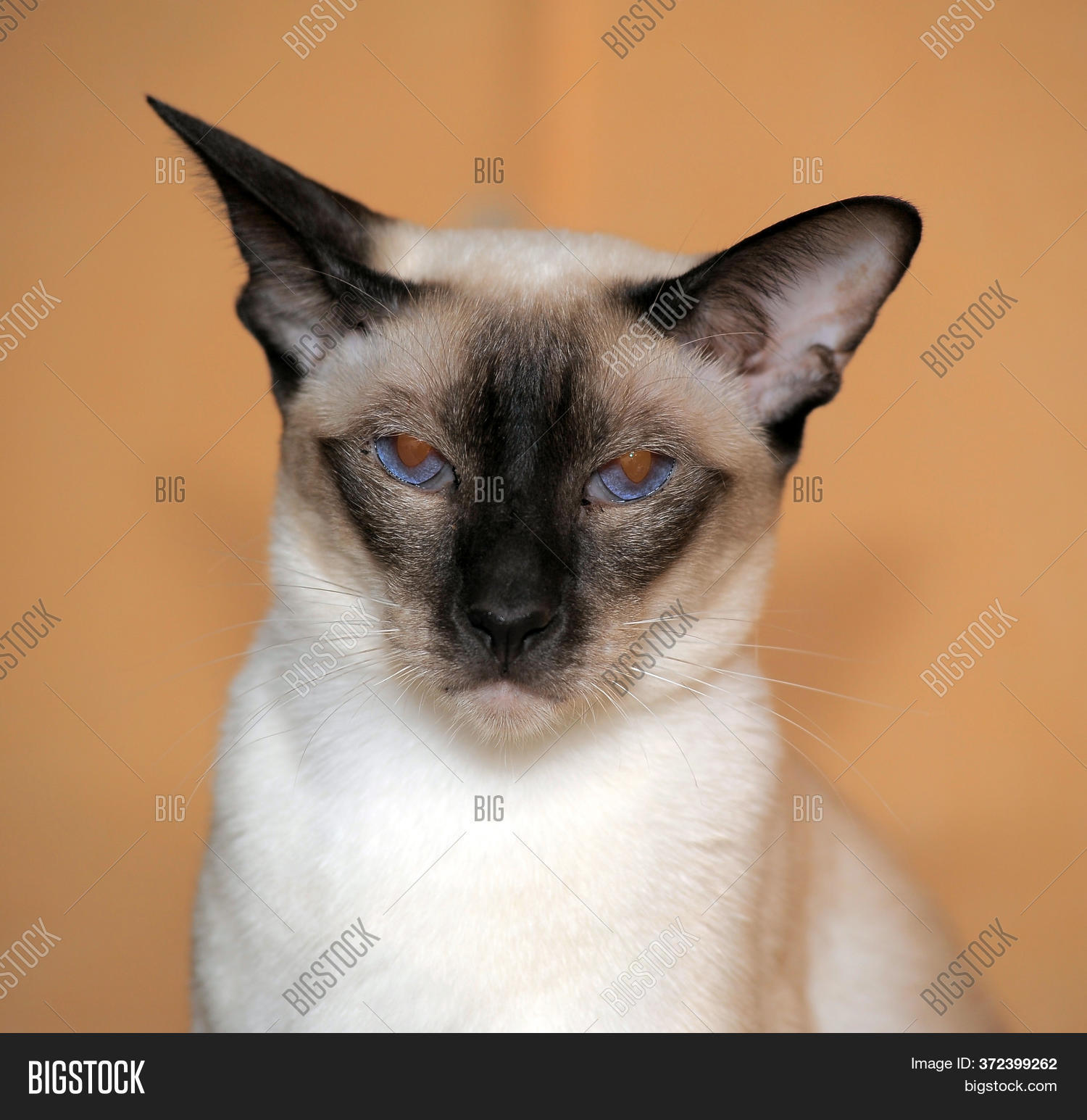 Siamese Cat On Brown Image & Photo (Free Trial) Bigstock