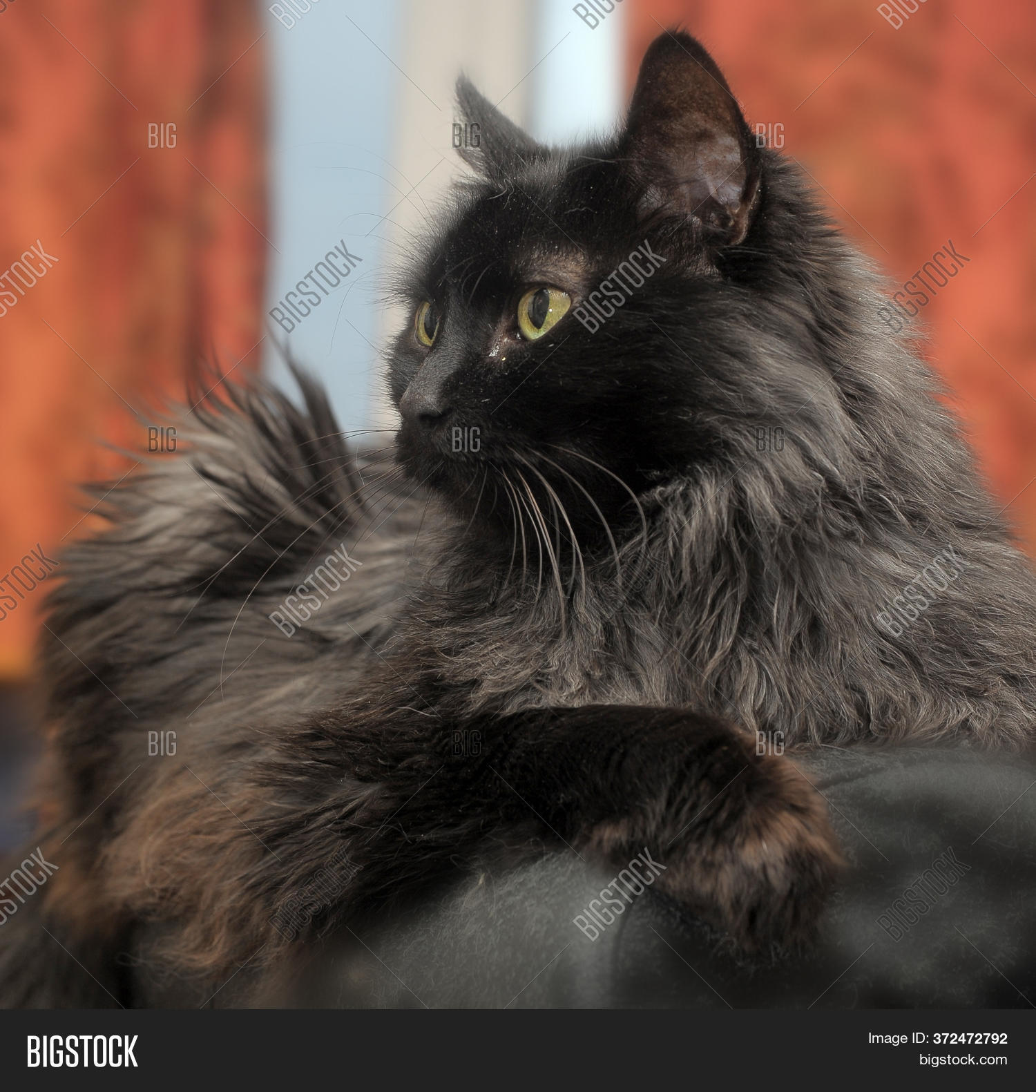 Portrait Beautiful Image & Photo (Free Trial) Bigstock