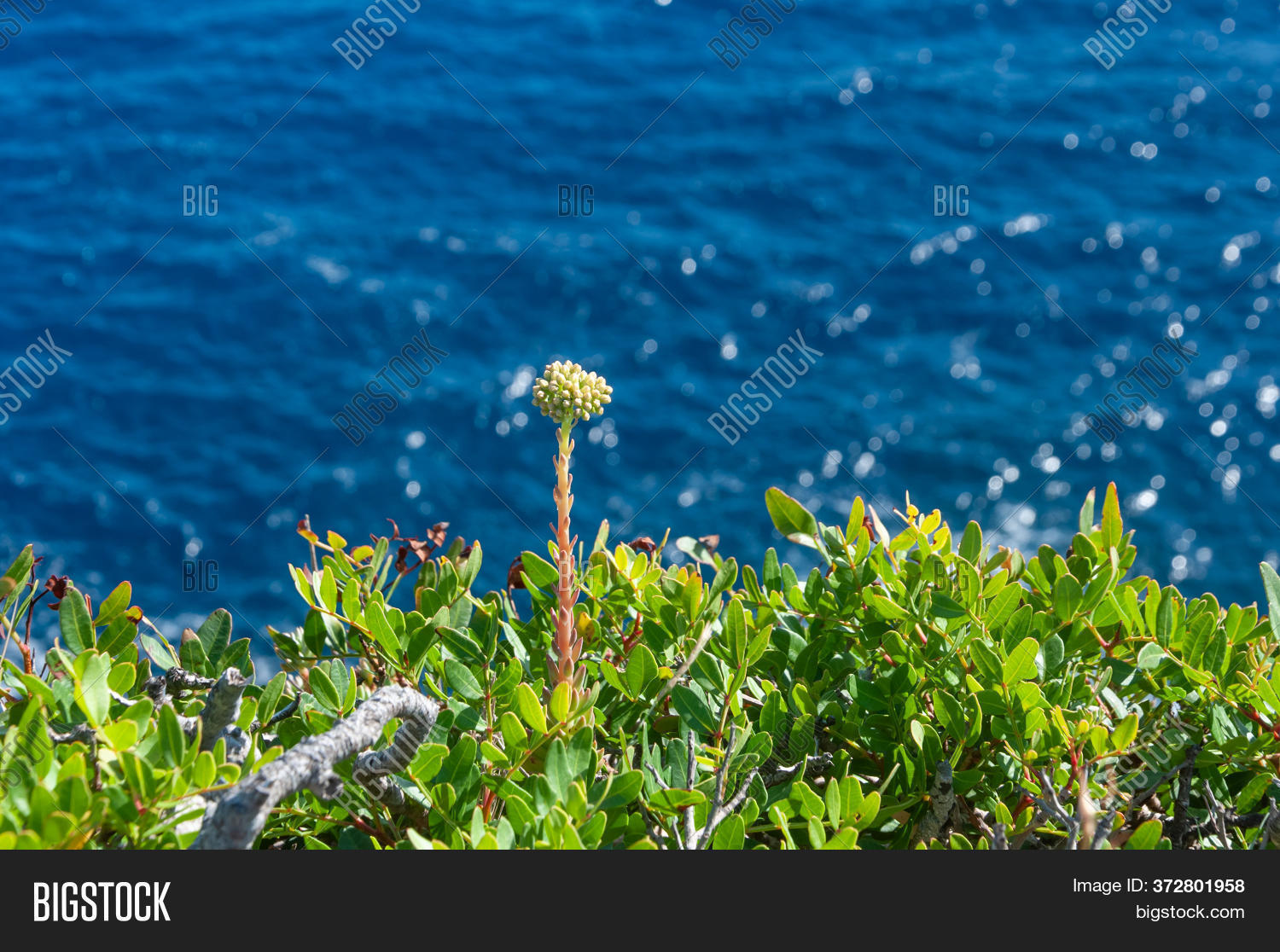 Mediterranean Wild Image & Photo (Free Trial) Bigstock