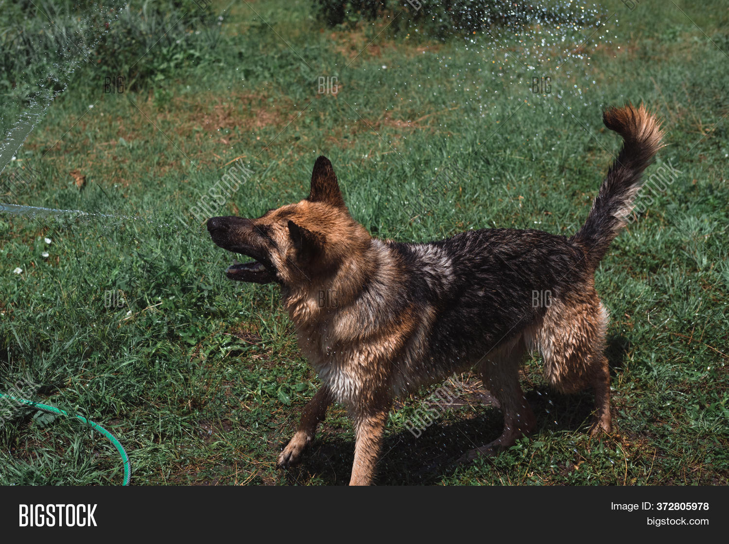 coldwater german shepherds