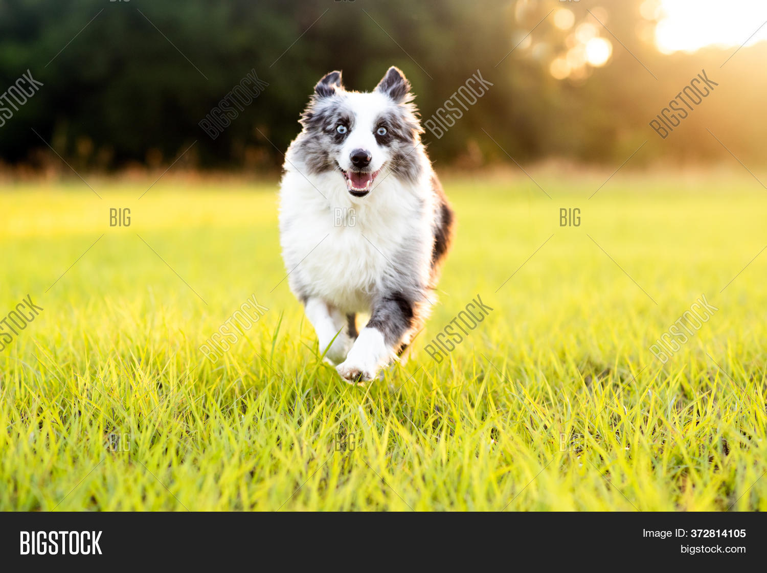grey mini australian shepherd