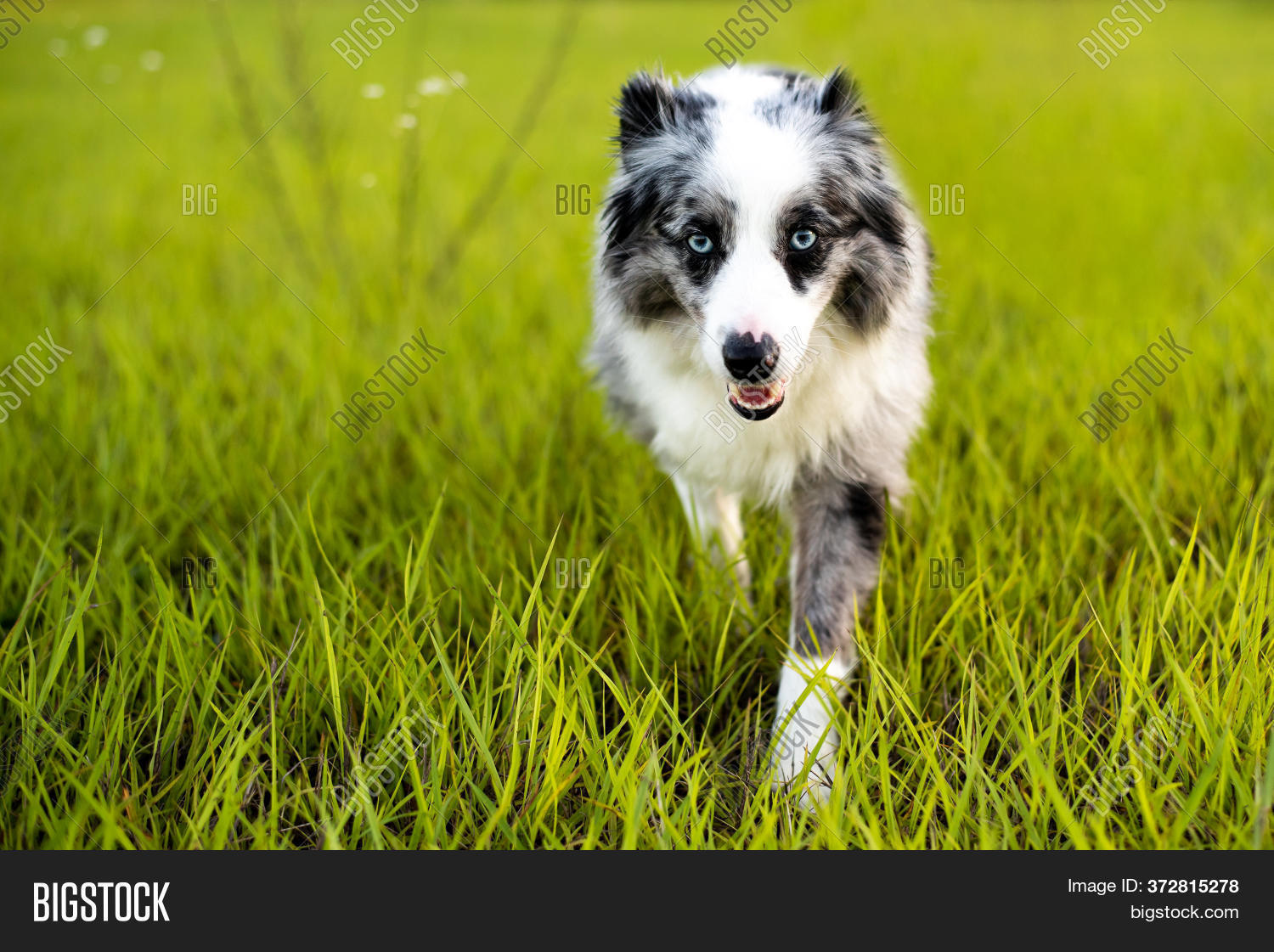 grey mini australian shepherd