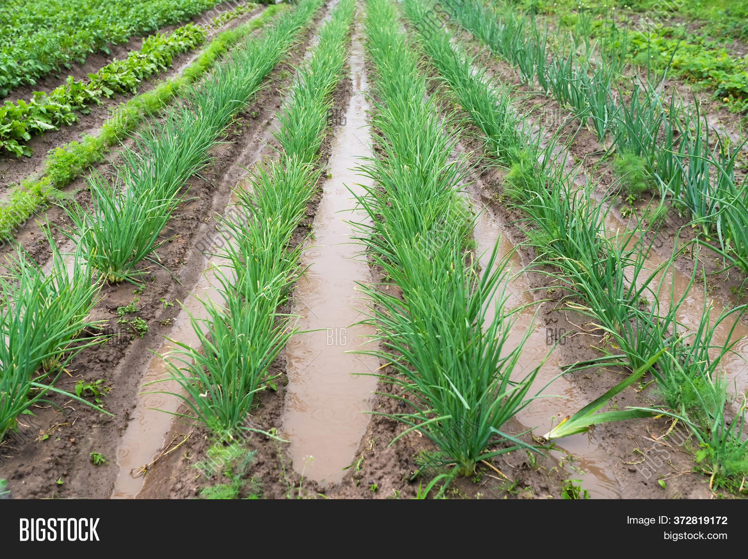 Green Onions Water On Image & Photo (Free Trial) Bigstock