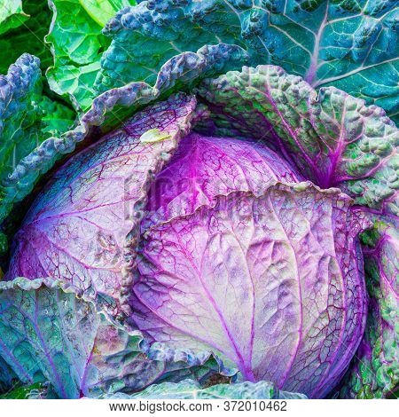 Cabbage Grows In The Garden. Agriculture. Healthy And Healthy Food For Humans. Selective Focus.