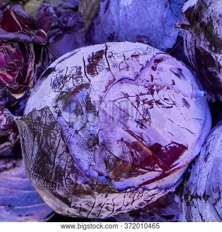 Cabbage Grows In The Garden. Agriculture. Healthy And Healthy Food For Humans. Selective Focus.