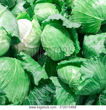 Cabbage Grows In The Garden. Agriculture. Healthy And Healthy Food For Humans. Selective Focus.