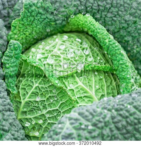 Cabbage Grows In The Garden. Agriculture. Healthy And Healthy Food For Humans. Selective Focus.