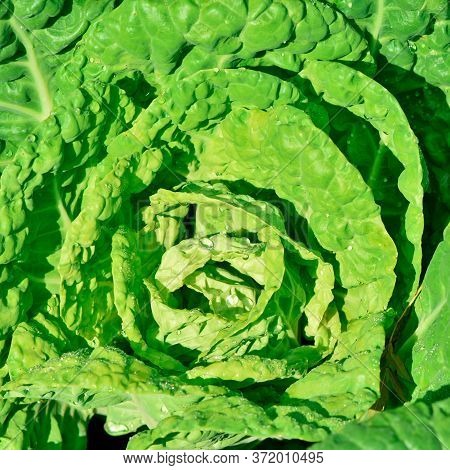 Cabbage Grows In The Garden. Agriculture. Healthy And Healthy Food For Humans. Selective Focus.